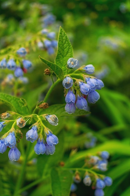 Niebieskie Kwiaty W Letnim Ogrodzie