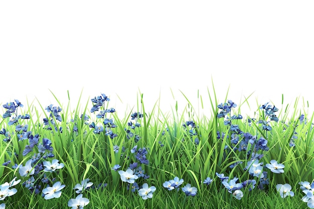 Niebieskie kwiaty wiosenne w zielonej trawie izolowane na białym tle Pierwsze kwiaty wiosenne