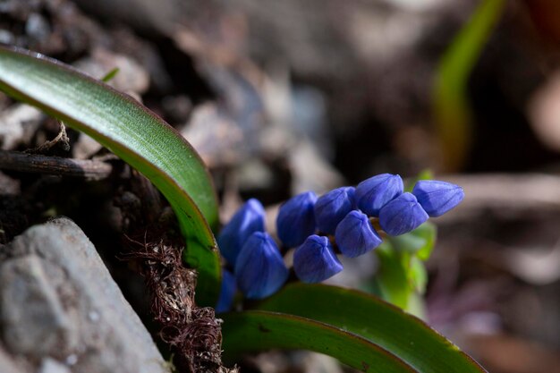 Niebieskie pąki dzikiego kwiatu Scilla bifolia zaczyna kwitnąć w lesie. Znana jako alpejska kałamarnica lub małża dwuskorupowa Pierwsze kwiaty pierwiosnków