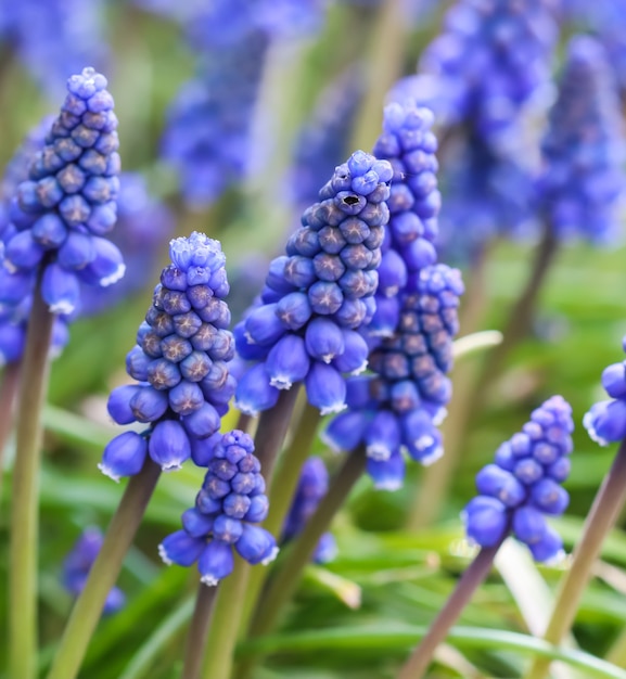 Niebieskie pąki kwiaty Muscari armeniacum lub hiacynt winogronowy