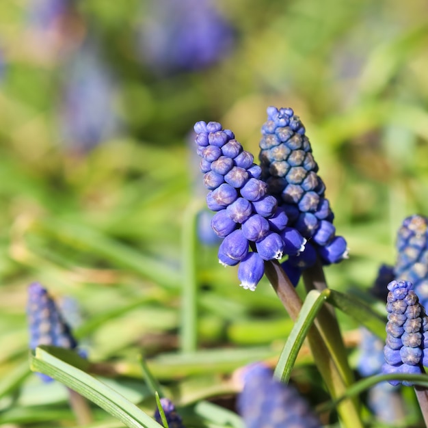 Niebieskie pąki kwiaty Muscari armeniacum lub hiacynt winogronowy