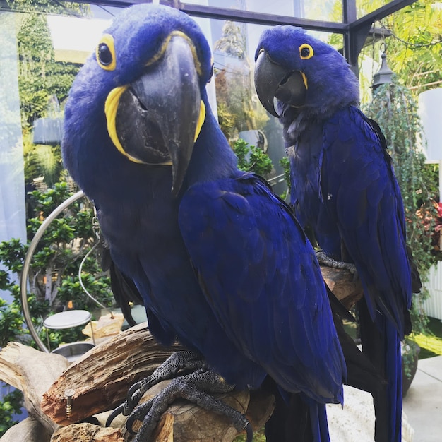 Niebieskie papugi.