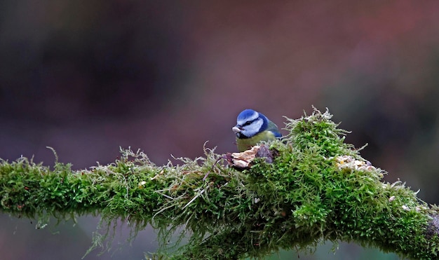 Zdjęcie niebieskie piersi żywiące się w lesie