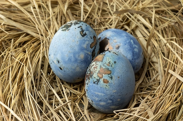 Zdjęcie niebieskie pisanki w gnieździe