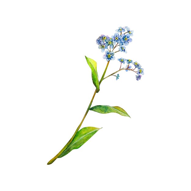 Zdjęcie niebieskie pole przetargu niezapominajka handdrawn akwarela kwiatowy ilustracja delikatny kwiat na białym tle
