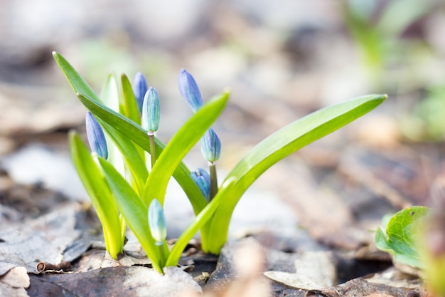 Niebieskie przebiśniegi, pierwszy kwiat wiosny, niebieskie kwiaty w lesie