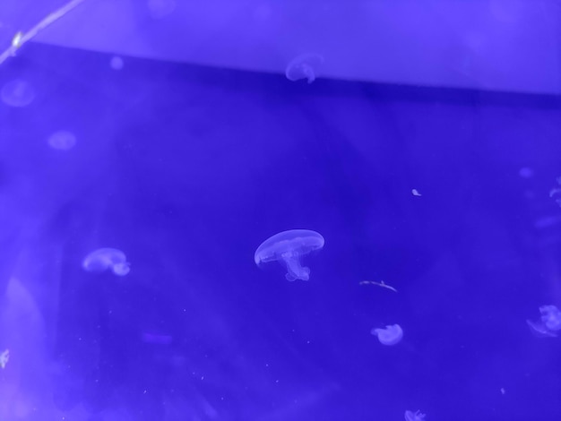 Niebieskie przezroczyste tło meduzy fotografia morska morze natura