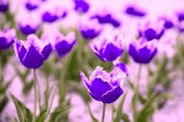 Niebieskie różowe zabytkowe tulipany Terry kwitnące w ogrodzie Selektywne skupienie