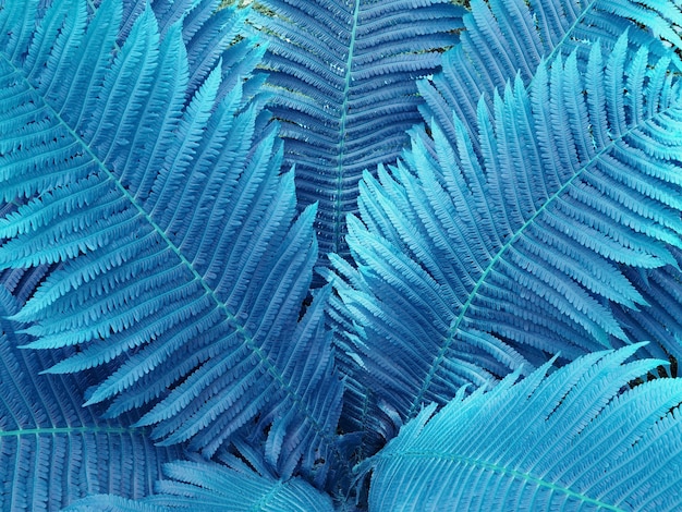 Niebieskie Tło Abstrakcyjne Z Liśćmi Paproci
