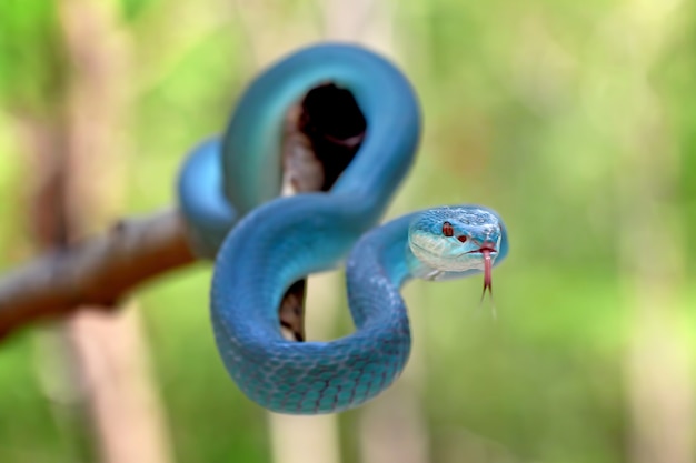 Zdjęcie niebieskie węże jaskiniowe żmije, trimeresurus albolabris