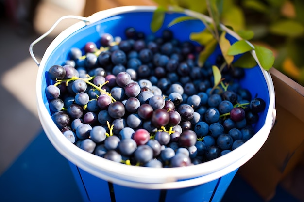 Niebieskie wiadro winogron ze słowem winogrona