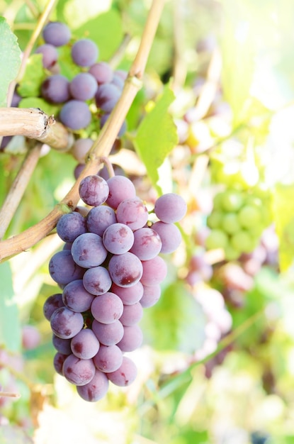 Niebieskie winogrona na winorośli