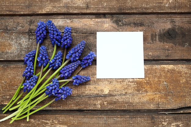 Zdjęcie niebieskie wiosenne kwiaty na drewnianym tle muscari armeniacum na stole biała kartka papieru do tekstu skopiuj przestrzeń martwa natura leżała płasko ormiański hiacynt winogronowy