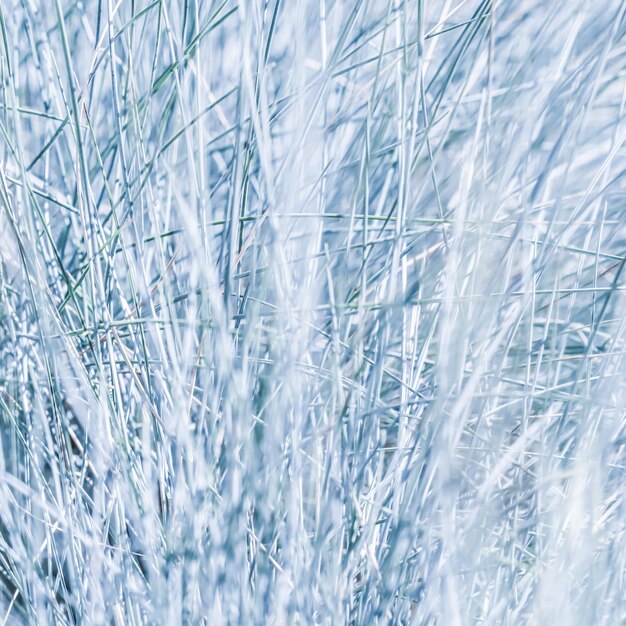 Niebiesko białe tło trawy ozdobnej Festuca glauca
