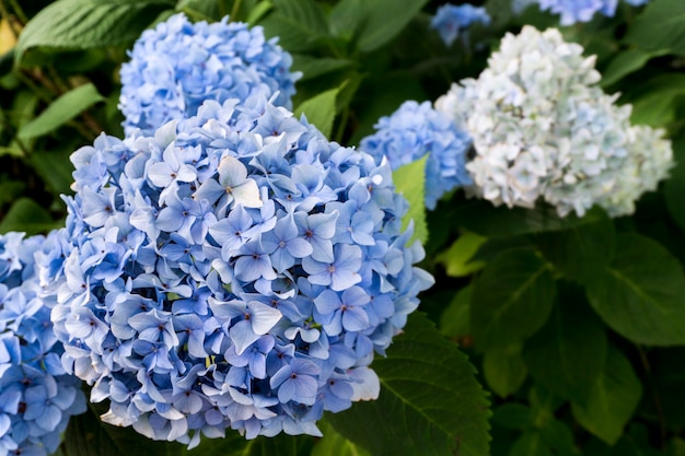 Niebiesko-biały kwiat hortensji (Hydrangea macrophylla) kwitnący wiosną