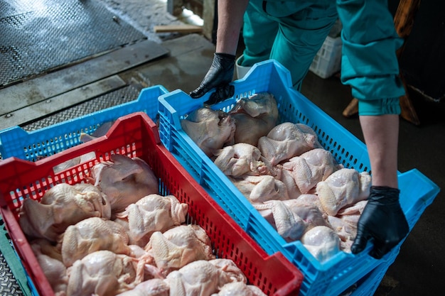 Niebiesko-czerwona plastikowa skrzynia z surowym kurczakiem.