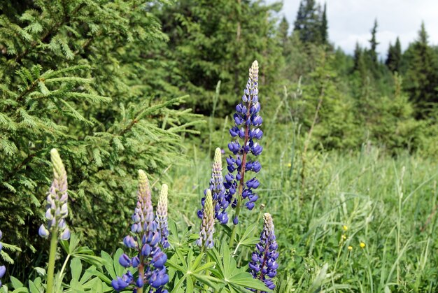 Niebiesko-fioletowe kwiatostany łubinu na skraju lasu w letni słoneczny dzień