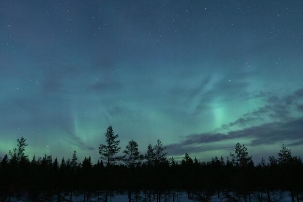 Zdjęcie niebiesko-zielona zorza polarna w norwegii na nocnym niebie z sylwetką drzew na pierwszym planie