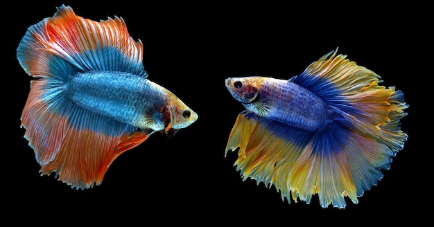 Niebiesko-żółta i pomarańczowo-żółta ryba z podwójnym ogonem półksiężycowa betta