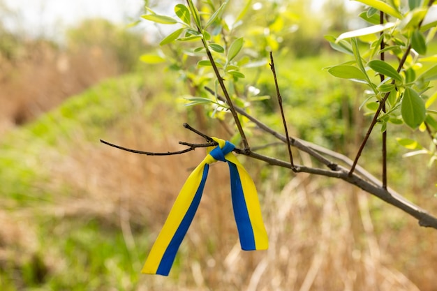 Niebiesko-żółta wstążka przywiązana do gałęzi drzewa jest przewiązana niebieską wstążką.