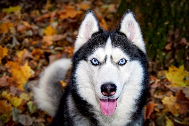 Niebieskooki Pies Husky Syberyjski Na żółtych Liściach, Patrząc Na Widok Z Góry Aparatu