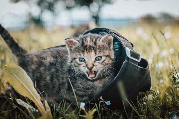 Zdjęcie niebieskookie, szare i czarne kociaki w wysokiej trawie felis catus domesticus