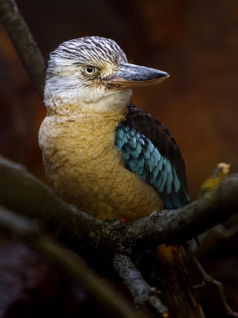 Niebieskoskrzydła kookaburra