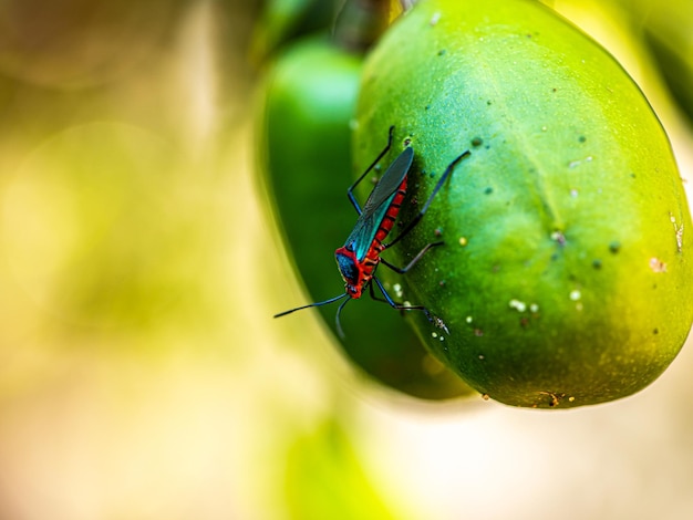 Zdjęcie niebieskoskrzydły czerwony owad na owocu cajamanga, niewyraźne skupienie selektywne