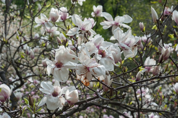 Zdjęcie niechlujna magnolia, zgniły kwiat