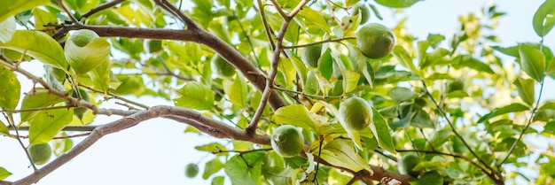 Niedojrzałe cytryny w ogrodzie z cytrynami w tle Zbiory zielonych cytryn wiszących na gałęziach Zielone owoce na gałęziach selektywny fokus baner internetowy