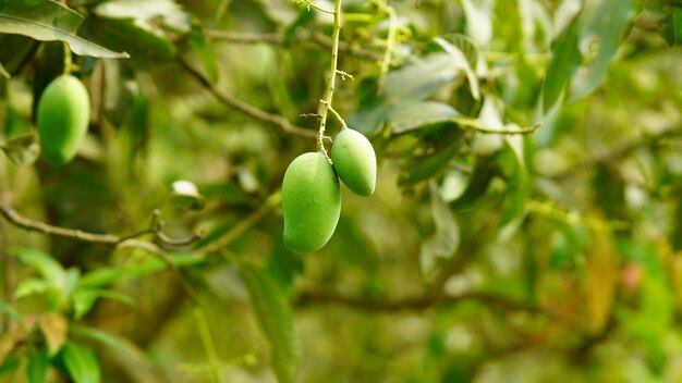 Niedojrzałe Mango W Rodzinnym Mieście