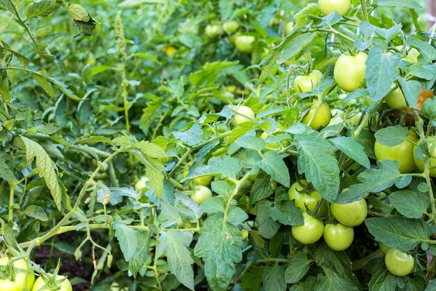 Niedojrzałe zielone pomidorki koktajlowe w ogrodzie