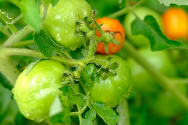 niedojrzałe zielone pomidory i dojrzałe pomidory nasączone wodą deszczową świeże pomidory naturalne tło