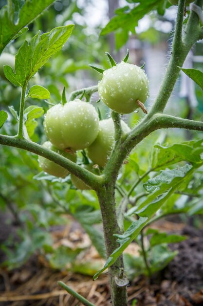 Niedojrzałe Zielone Pomidory Rosnące Na Krzakach W Ogrodzie Uprawa Pomidorów W Szklarni