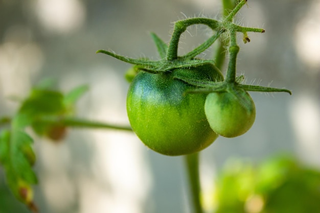 Niedojrzałe zielone pomidory w ogrodzie. Uprawa warzyw. Koncepcja rolnictwa i uprawy.