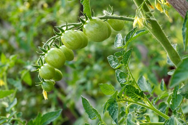 Niedojrzałe zielone pomidory w ogrodzie warzywnym.