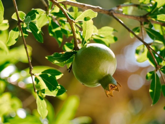 Niedojrzały dziki zielony granat na drzewie. Selektywna ostrość. Uprawa owoców granatu w ogrodzie. Punica granatum.