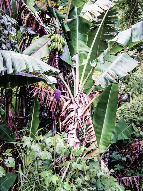 Niedojrzały organiczny zielony banan na drzewie bananowym. Drzewo bananowe z kiścią bananów. Brazylia.