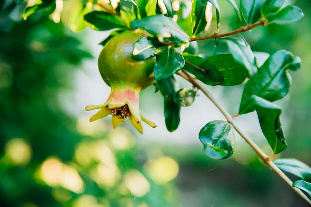Niedojrzały owoc granatu na gałęzi drzewa Zielone liście Krzew ciepłolubnej roślinyOgród