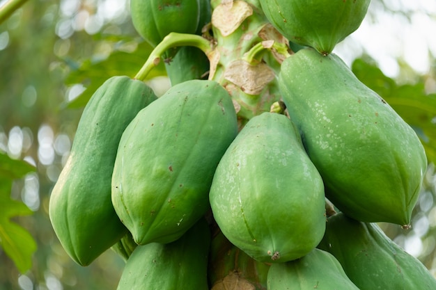 Niedojrzały owoc papai ma zielony kolor na drzewie.