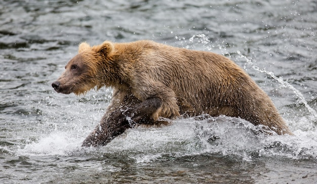 Niedźwiedź brunatny idzie wzdłuż rzeki. USA. Alaska. Park Narodowy Katmai.