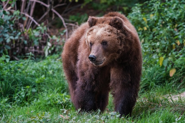 Niedźwiedź brunatny kamczacki Ursus arctos beringianus