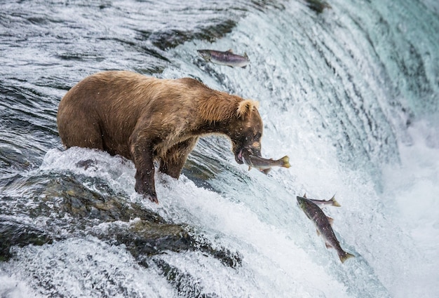 Niedźwiedź brunatny łapie łososia w rzece. USA. Alaska. Park Narodowy Katmai.