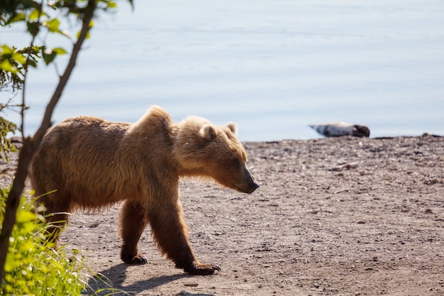 Niedźwiedź Brunatny Na Alasce