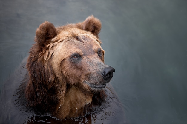 Zdjęcie niedźwiedź brunatny pływa w rzece