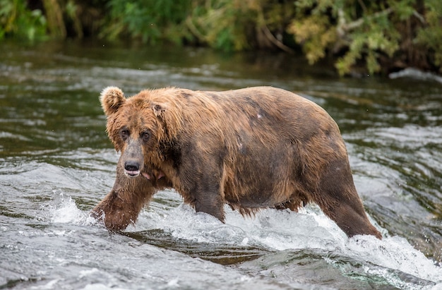 Niedźwiedź brunatny stoi na rzece w Parku Narodowym Katmai na Alasce, USA