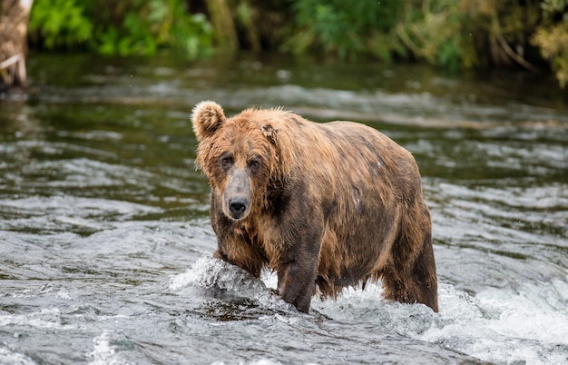 Niedźwiedź brunatny stoi na rzece w Parku Narodowym Katmai na Alasce, USA