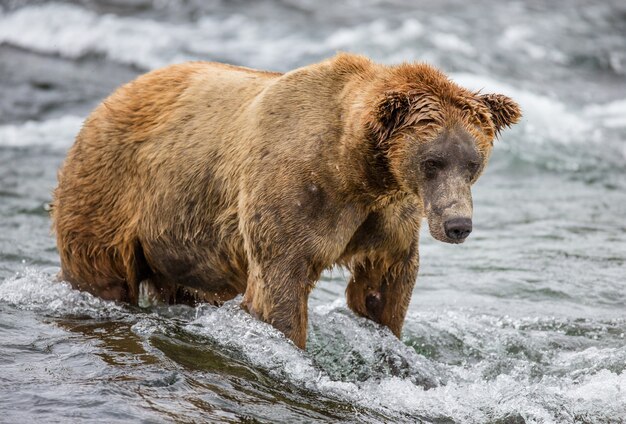 Niedźwiedź brunatny stoi w rzece. USA. Alaska. Park Narodowy Katmai.