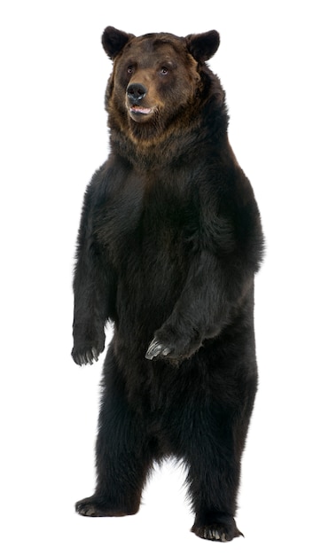 Zdjęcie niedźwiedź brunatny syberyjski, stojący