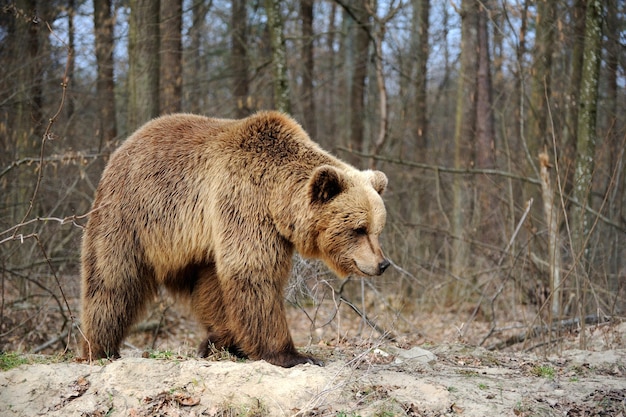 Niedźwiedź brunatny Ursus arctos – duży samiec spacerujący po lesie